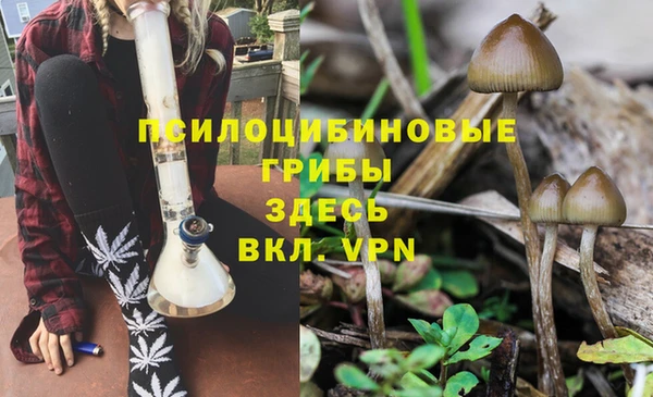 прущие грибы Алексеевка